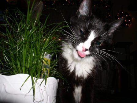 BHHH, das ist mein Gras !